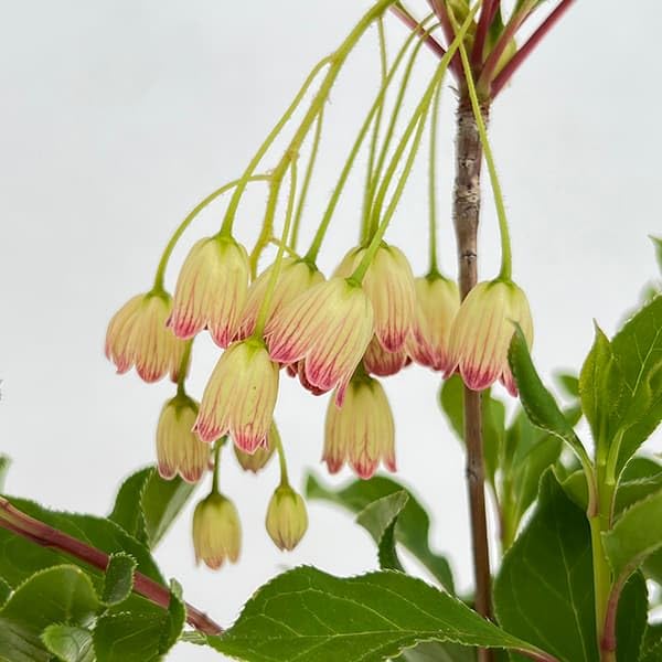 Amazon.co.jp: ドウダンツツジ：岩しだれ3～3.5号ポット 2株セット